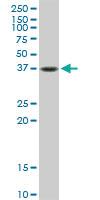 Anti-FAS Rabbit Polyclonal Antibody