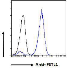 Anti-FSTL1 Goat Polyclonal Antibody