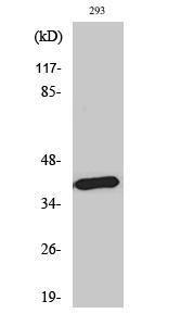 Western blot analysis of HepG2 cells using Anti-MTR1B Antibody