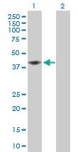 Anti-CD58 Rabbit Polyclonal Antibody