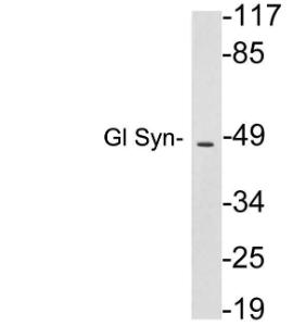 Western blot analysis of lysates from HepG2 cells using Anti-Gl Syn Antibody