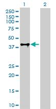 Anti-FAS Rabbit Polyclonal Antibody