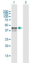 Anti-P2RY2 Mouse Polyclonal Antibody