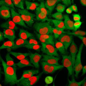 Immunofluorescent analysis of of HeLa cells stained with Anti-HMGB1 Antibody [1F3] (A85355), dilution 1:2,000, in red and co-stained with Anti-GAPDH Antibody (A85377), dilution 1:2,000 in green