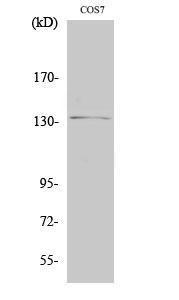 Western blot analysis of COS7 cells using Anti-Abl Antibody