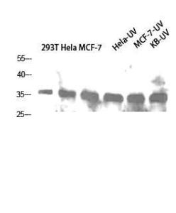 Western blot analysis of 293T Hela MCF 7 Hela UV MCF 7 UV KB UV cells using Anti-CASP1 Antibody