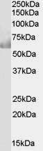 Antibody anti-CDT1 100 µg