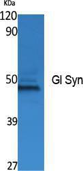 Western blot analysis of extracts from K562 cells using Anti-Gl Syn Antibody