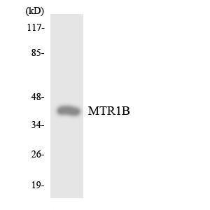 Western blot analysis of the lysates from HeLa cells using Anti-MTR1B Antibody