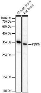 Western blot analysis of variou