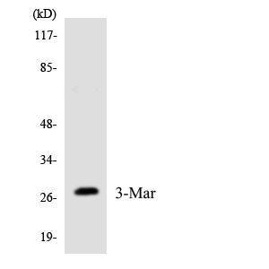 Antibody anti- A95733-100 100 µg