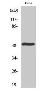 Western blot analysis of various cells using Anti-SERC2 Antibody