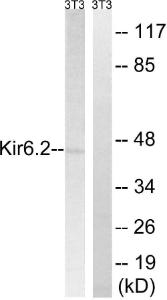 Western blot analysis of lysates from 3T3 cells using Anti-Kir6.2 Antibody. The right hand lane represents a negative control, where the antibody is blocked by the immunising peptide.