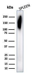 Western blot analysis of human spleen tissue lysate using Anti-CD45RB Antibody [PD7/26]