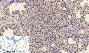 Immunohistochemical analysis of paraffin-embedded rat lung tissue using Anti-CASP1 Antibody at 1:200 (4 °C overnight). Negative control was secondary Antibody only