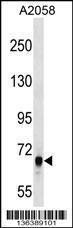 Anti-ARHGEF5 Rabbit Polyclonal Antibody (Biotin)