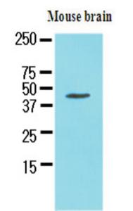 Anti-Homer 1 Mouse Monoclonal Antibody [clone: 9k1]