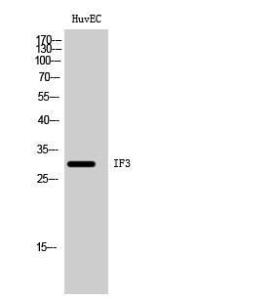 Antibody anti-MTIF3 A100970-100 100 µg