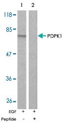 Anti-PDPK1 Rabbit Polyclonal Antibody