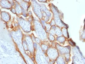 Immunohistochemical analysis of formalin-fixed, paraffin-embedded human placenta using Anti-HCG beta Antibody [SPM529]