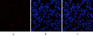 Immunofluorescence analysis of rat lung tissue using Anti-CASP1 Antibody (red) at 1:200 (4 °C overnight). Cy3 labelled secondary Antibody was used at 1:300 (RT 50 min). Panel A: Target. Panel B: DAPI. Panel C: Merge