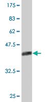 Anti-NPM3 Mouse Monoclonal Antibody [clone: 3F2]