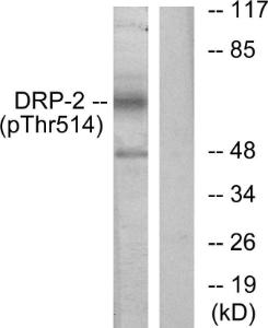 Western blot analysis of lysates from NIH/3T3 cells treated with PMA 125ng/ml 30' using Anti-DRP-2 (phospho Thr514) Antibody The right hand lane represents a negative control, where the antibody is blocked by the immunising peptide