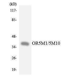 Western blot analysis of the lysates from Jurkat cells using Anti-OR5M1 + OR5M10 Antibody