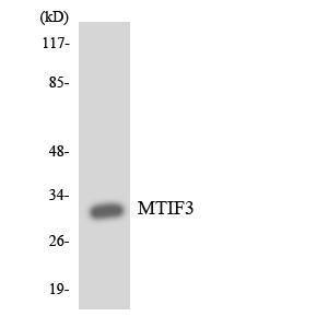 Western blot analysis of the lysates from HUVEC cells using Anti-MTIF3 Antibody