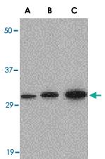 Anti-APH1 Rabbit Polyclonal Antibody