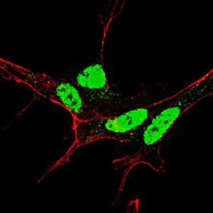 Anti-NANOG Rabbit Polyclonal Antibody (Biotin)