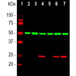 Anti-Heat Shock Protein 27 antibody