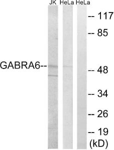 Western blot analysis of lysates from HeLa and Jurkat cells using Anti-GABRA6 Antibody. The right hand lane represents a negative control, where the antibody is blocked by the immunising peptide