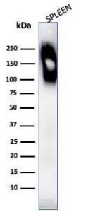 Western blot analysis of human spleen tissue lysate using Anti-CD45RB Antibody [SPM569]