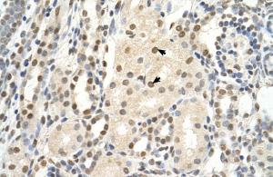 Anti-PUF60 Rabbit Polyclonal Antibody