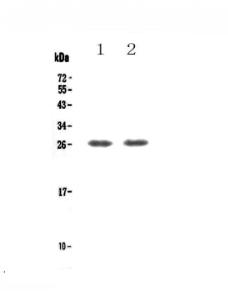 Anti-TNFRSF18 Polyclonal Antibody