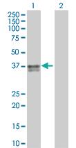 Anti-FASLG Mouse Polyclonal Antibody