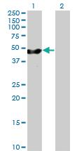 Anti-PA2G4 Mouse Polyclonal Antibody