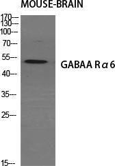 Western blot analysis of various cells using Anti-GABRA6 Antibody