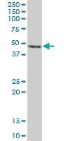 Anti-PA2G4 Mouse Polyclonal Antibody