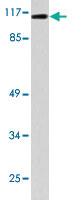 Anti-ANPEP Rabbit Polyclonal Antibody