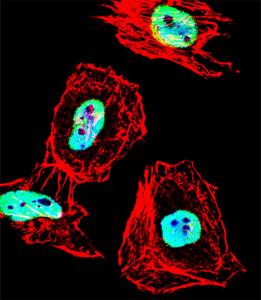 Anti-HDAC1 Rabbit Polyclonal Antibody (AP (Alkaline Phosphatase))