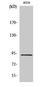 Western blot analysis of various cells using Anti-CAGE1 Antibody