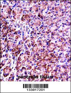 Anti-VAMP7 Rabbit Polyclonal Antibody (FITC (Fluorescein Isothiocyanate))