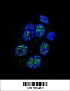 Anti-NOS3 Rabbit Polyclonal Antibody (AP (Alkaline Phosphatase))