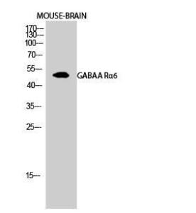 Western blot analysis of mouse brain cells using Anti-GABRA6 Antibody