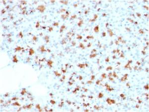 Anti-BARX1 Mouse Monoclonal Antibody [clone: BARX1/2759]