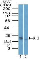 Anti-KITLG Rabbit Polyclonal Antibody