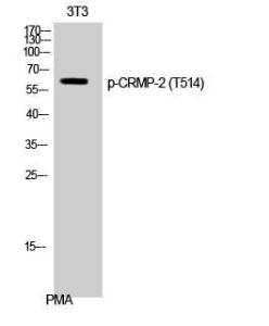 Western blot analysis of 3T3 cells using Anti-DRP-2 (phospho Thr514) Antibody