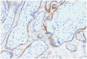 Immunohistochemical analysis of formalin-fixed, paraffin-embedded human placenta using Anti-HCG beta Antibody [rHCGb/54]